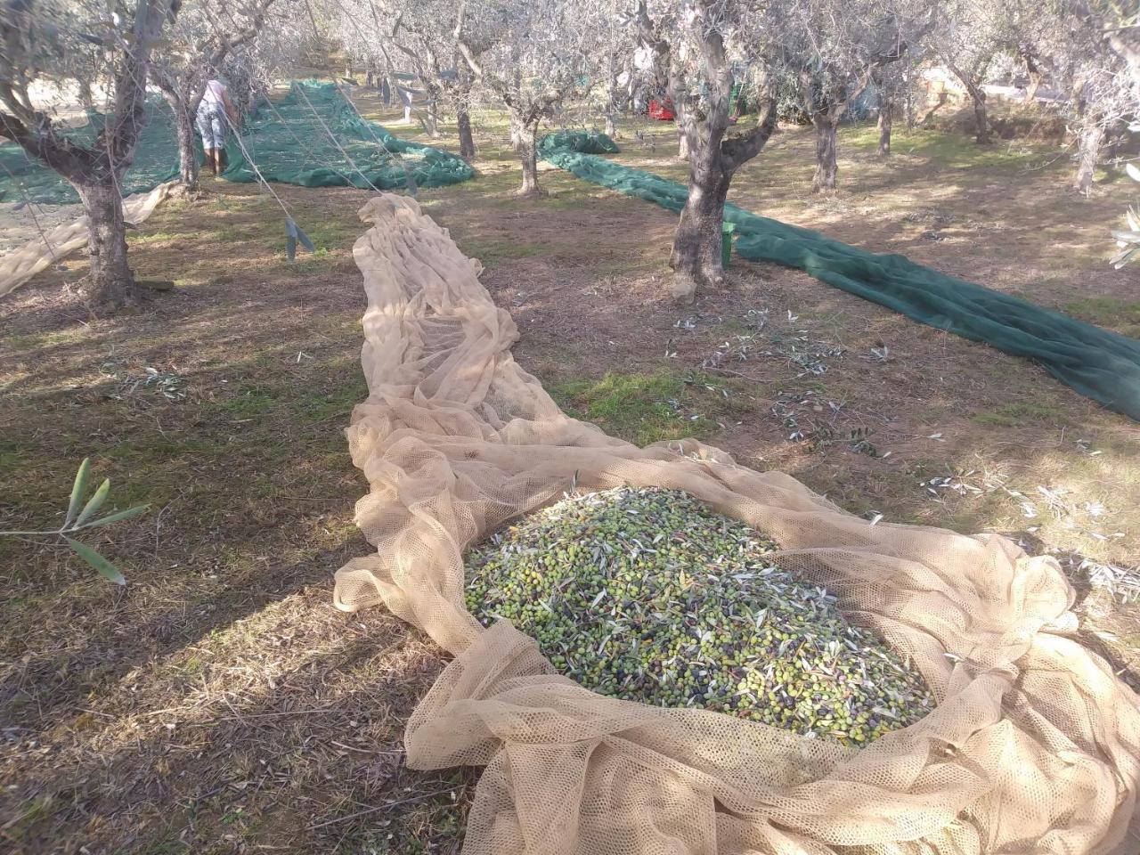 Ai Bastiani Villa Capannori Dış mekan fotoğraf