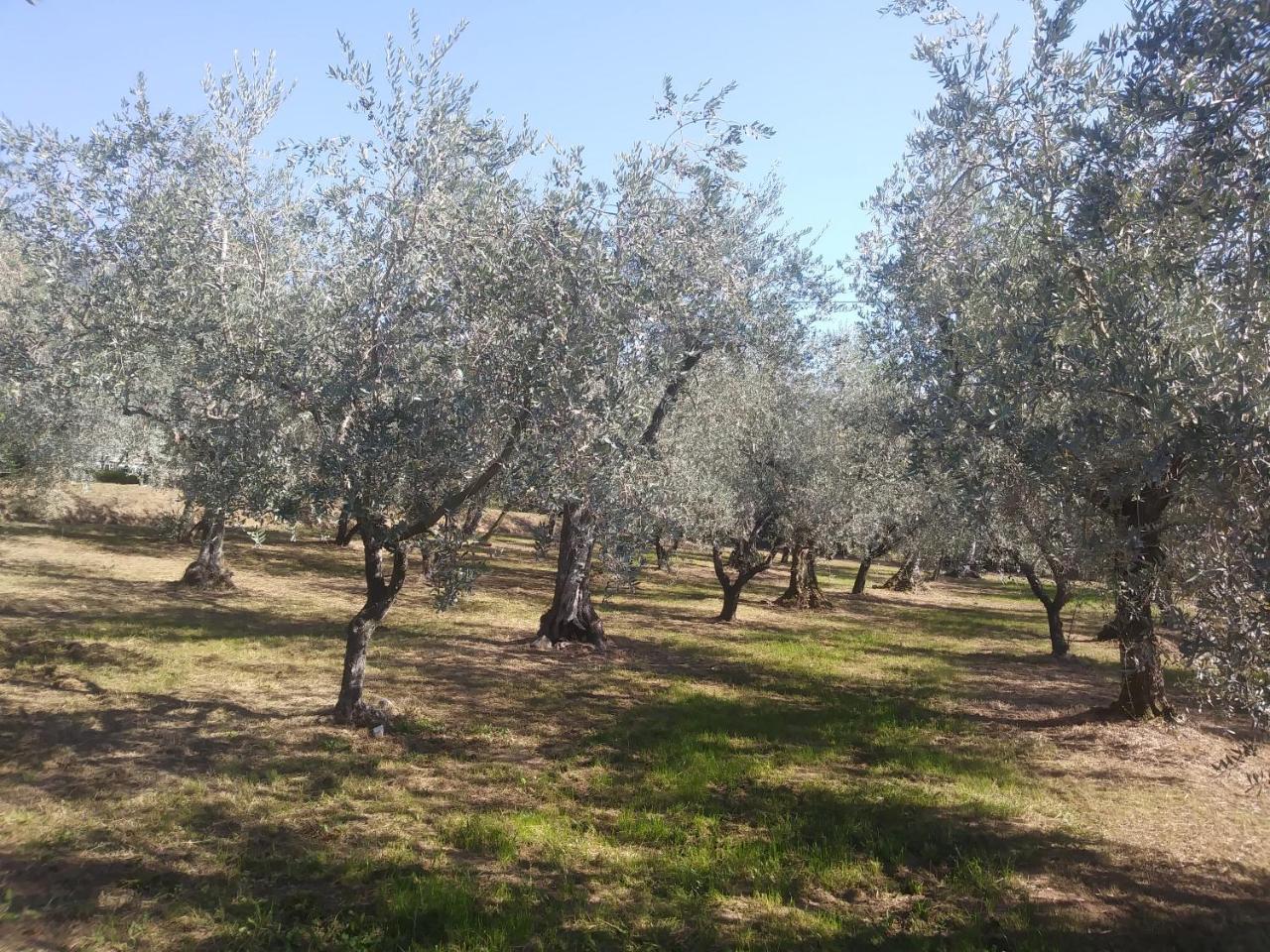Ai Bastiani Villa Capannori Dış mekan fotoğraf