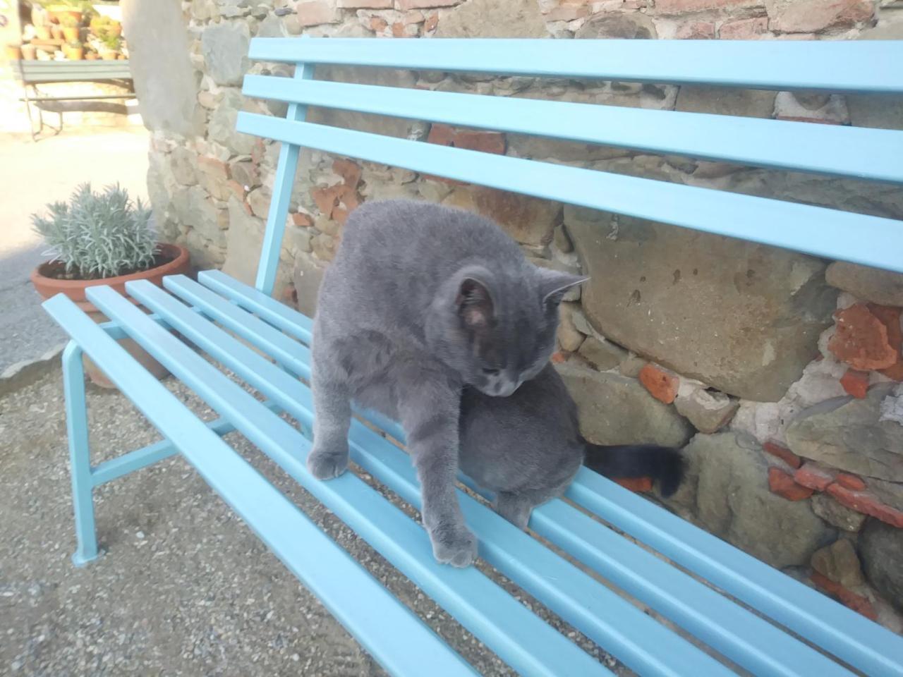 Ai Bastiani Villa Capannori Dış mekan fotoğraf